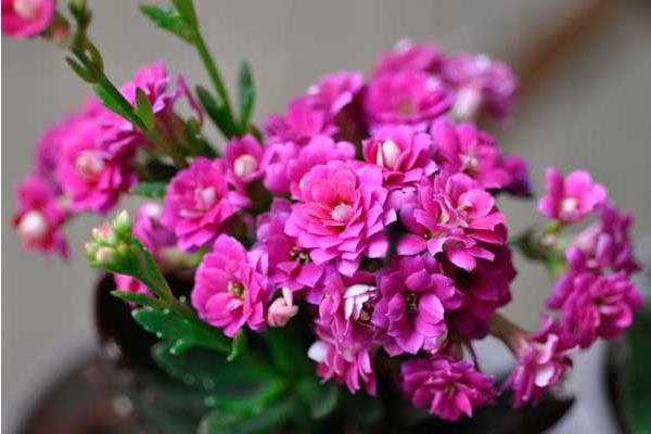 長壽花圖片大全 長壽花有哪些品種