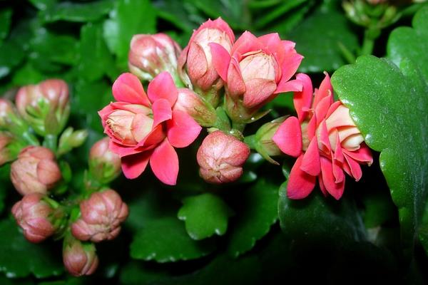 長壽花圖片大全 長壽花有哪些品種