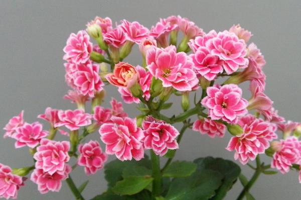 長壽花圖片大全 長壽花有哪些品種