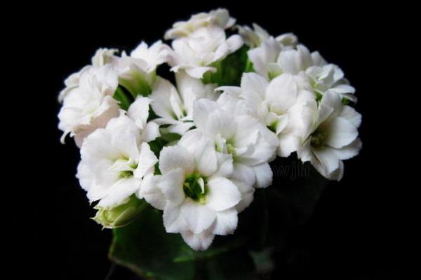 長壽花圖片大全 長壽花有哪些品種