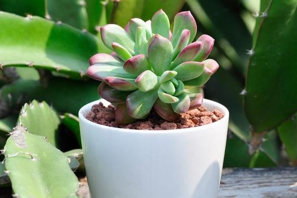 紅稚蓮多肉圖片大全（老樁） 紅稚蓮特點簡介