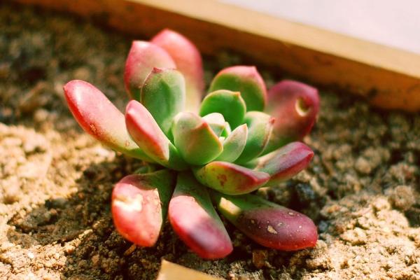 紅稚蓮多肉圖片大全（老樁） 紅稚蓮特點簡介