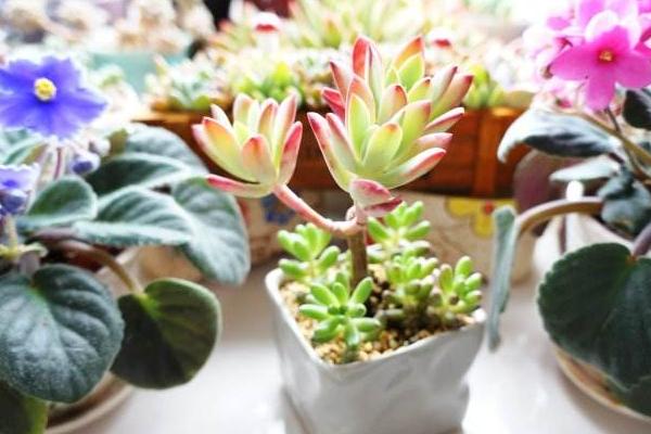 紅稚蓮多肉圖片大全（老樁） 紅稚蓮特點簡介