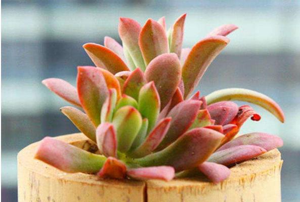 紅稚蓮多肉圖片大全（老樁） 紅稚蓮特點簡介