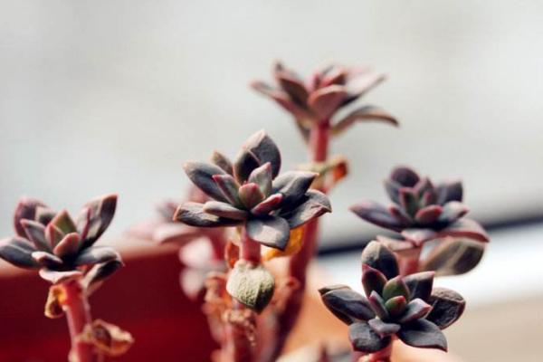 紅稚蓮多肉圖片大全（老樁） 紅稚蓮特點簡介