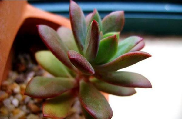 紅稚蓮多肉圖片大全（老樁） 紅稚蓮特點簡介