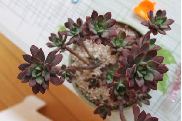 紅稚蓮多肉圖片大全（老樁） 紅稚蓮特點簡介