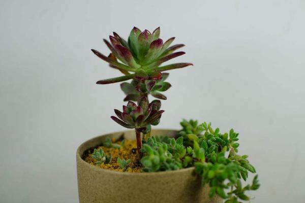 紅稚蓮多肉圖片大全（老樁） 紅稚蓮特點簡介