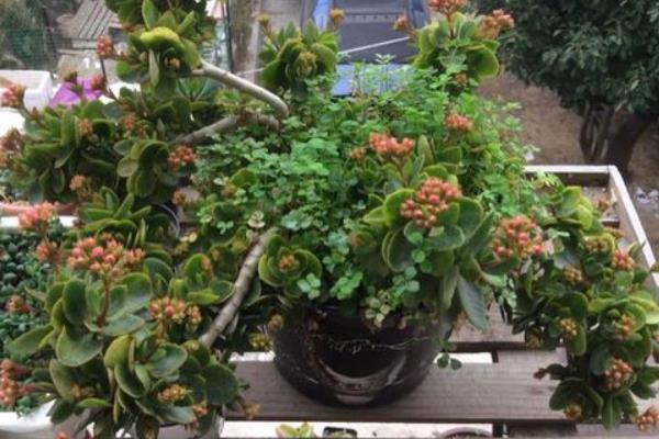 長壽花市場價格多少錢一盆 長壽花養殖的繁殖方法