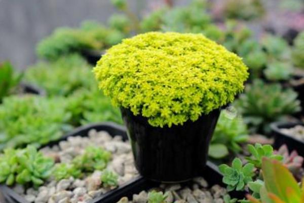 黃金萬年草移盆注意事項(xiàng) 黃金萬年草澆水技巧