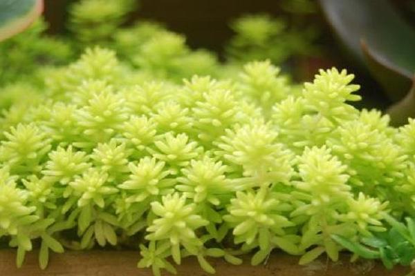 黃金萬年草移盆注意事項(xiàng) 黃金萬年草澆水技巧