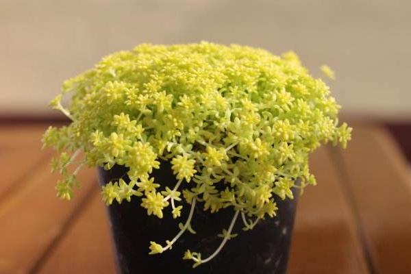 黃金萬年草移盆注意事項(xiàng) 黃金萬年草澆水技巧