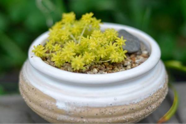 黃金萬年草移盆注意事項(xiàng) 黃金萬年草澆水技巧