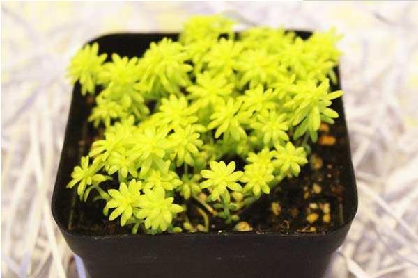 黃金萬年草移盆注意事項(xiàng) 黃金萬年草澆水技巧