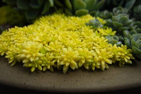 黃金萬年草移盆注意事項(xiàng) 黃金萬年草澆水技巧