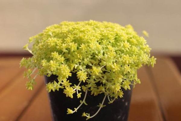 黃金萬年草怎么扦插 黃金萬年草繁殖方法