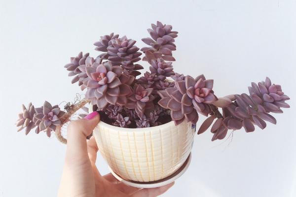 姬朧月、朧月、姬秋麗的區別是什么 姬朧月怎么養