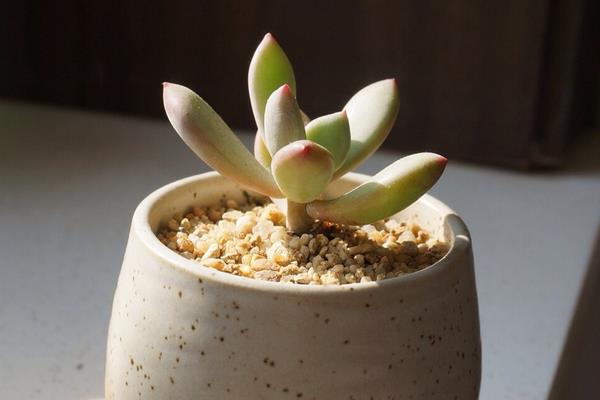 白美人和星美人的區別是什么 星美人怎么養