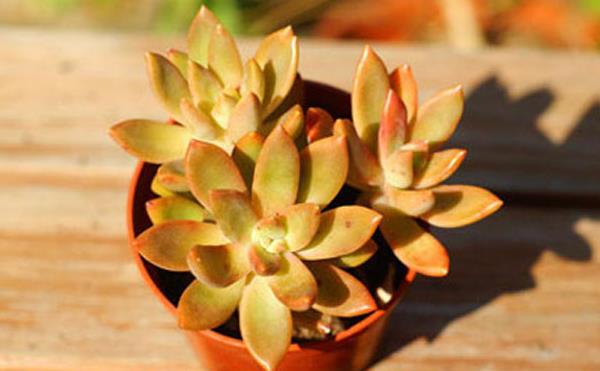 銘月多肉怎么養(yǎng)好看 銘月養(yǎng)殖方法與注意事項