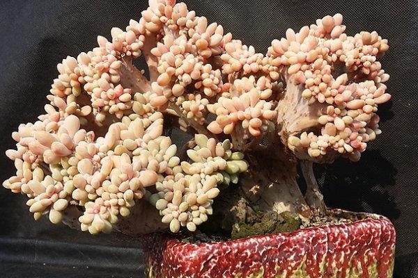 多肉醉美人圖片大全（老樁） 醉美人特點與簡介