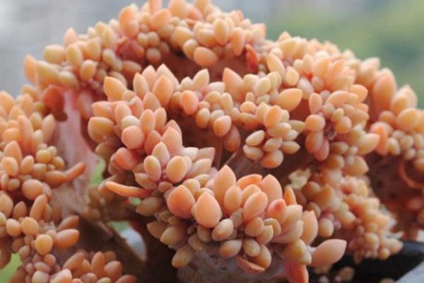 多肉醉美人圖片大全（老樁） 醉美人特點與簡介