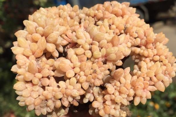 多肉醉美人圖片大全（老樁） 醉美人特點與簡介