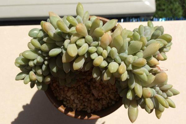 多肉醉美人圖片大全（老樁） 醉美人特點與簡介