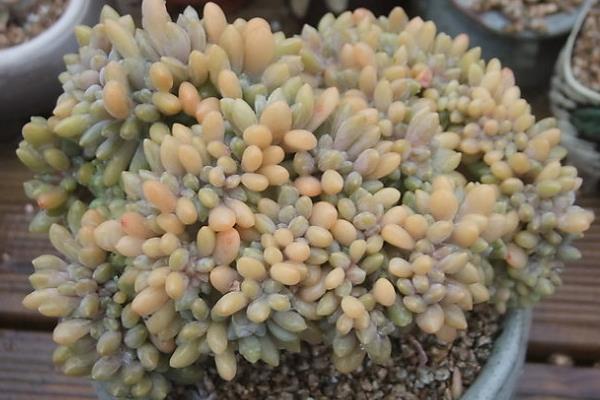 多肉醉美人圖片大全（老樁） 醉美人特點與簡介