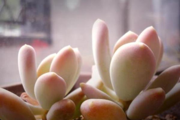 多肉醉美人圖片大全（老樁） 醉美人特點與簡介