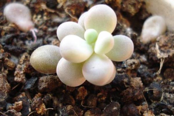 多肉醉美人圖片大全（老樁） 醉美人特點與簡介