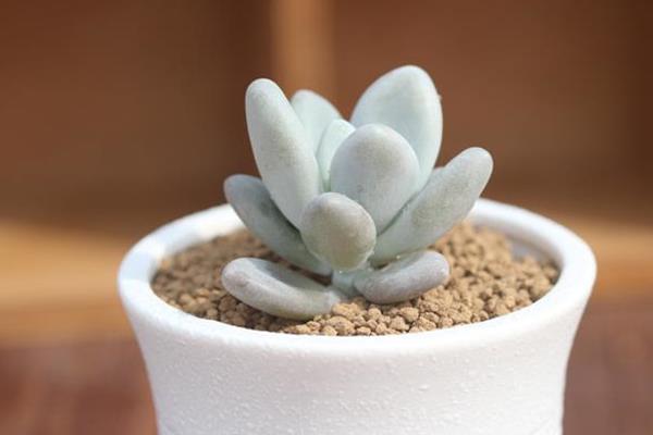 白美人和星美人的區別是什么 星美人怎么養