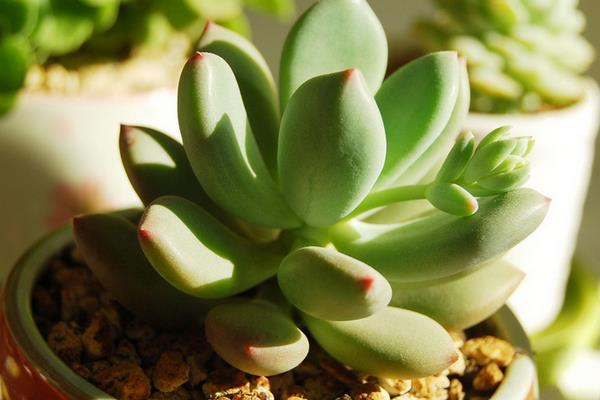 白美人和星美人的區別是什么 星美人怎么養