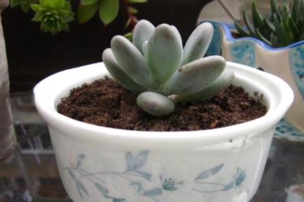 白美人和星美人的區別是什么 星美人怎么養