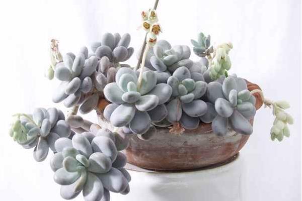 白美人和星美人的區別是什么 星美人怎么養