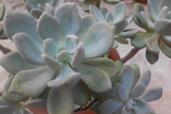 白美人和星美人的區別是什么 星美人怎么養