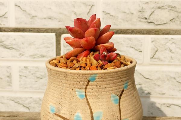 姬朧月圖片大全（老樁） 姬朧月多肉特點與簡介