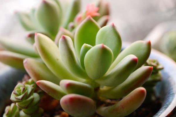 多肉植物星美人圖片大全（含老樁） 星美人多肉特點與簡介