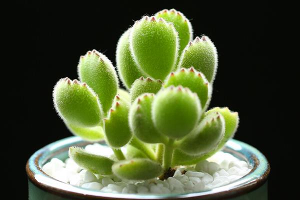 熊童子怎么養 熊童子養殖方法與注意事項