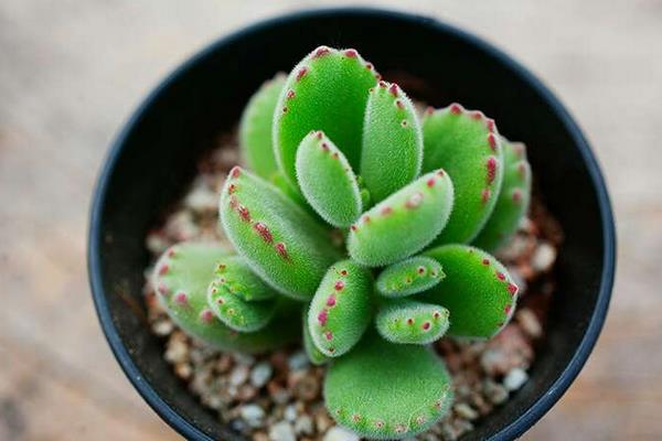 熊童子怎么養 熊童子養殖方法與注意事項