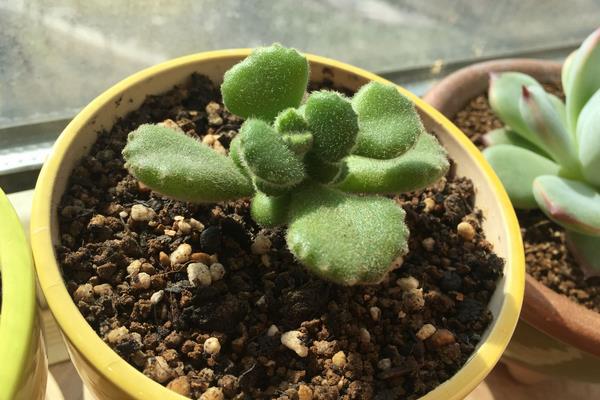 熊童子怎么養 熊童子養殖方法與注意事項