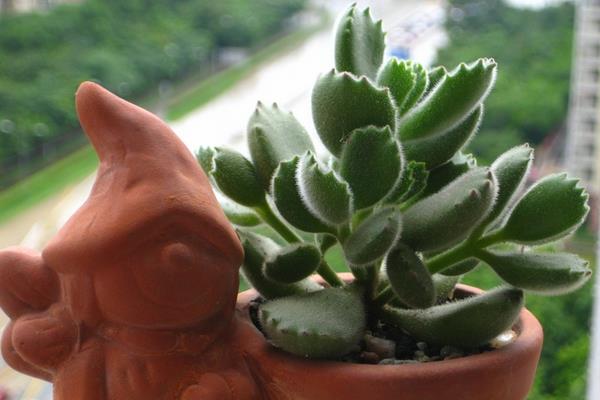 熊童子怎么養 熊童子養殖方法與注意事項