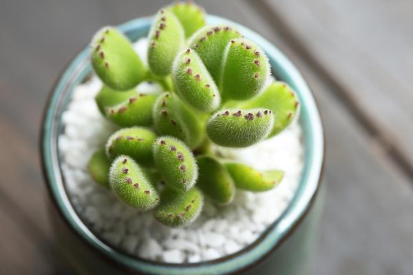 熊童子怎么養 熊童子養殖方法與注意事項