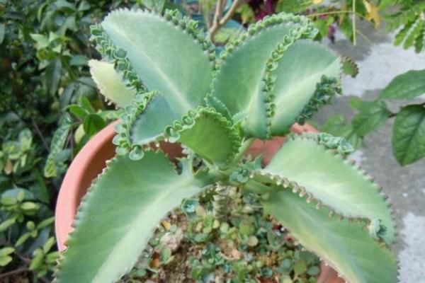 落地生根的養殖方法和注意事項 落地生根繁殖方法