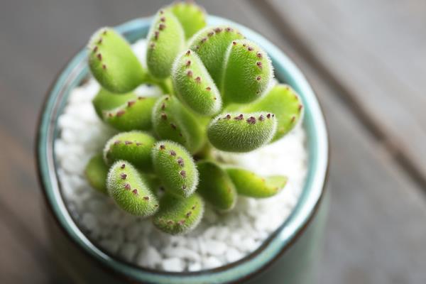 熊童子怎么養得肥厚 熊童子澆水施肥技巧