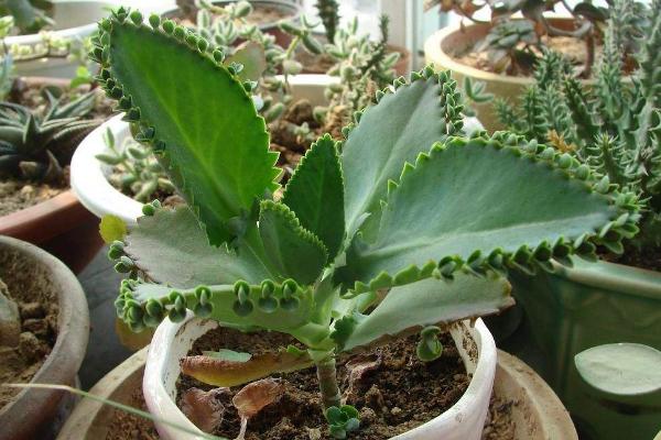 落地生根的養殖方法和注意事項 落地生根繁殖方法