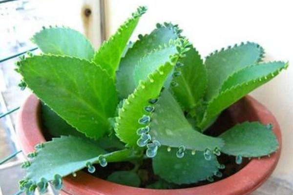 落地生根的養殖方法和注意事項 落地生根繁殖方法