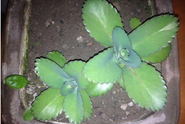 落地生根的養殖方法和注意事項 落地生根繁殖方法