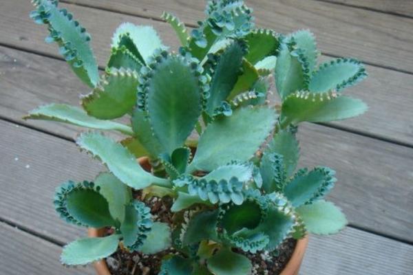 落地生根的養殖方法和注意事項 落地生根繁殖方法