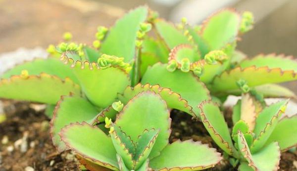 落地生根的養殖方法和注意事項 落地生根繁殖方法