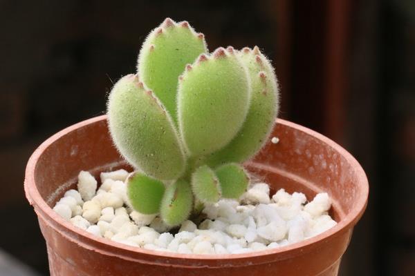 熊童子怎么繁殖（葉插方法） 熊童子的葉插繁殖注意事項(xiàng)